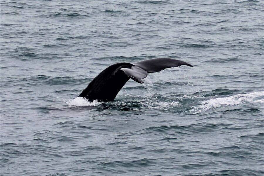 Reykjavik: Whale Watching in Faxaflói Bay & Live Lava Show - Lava show at Fiskislóð 73, what makes it different and why it works