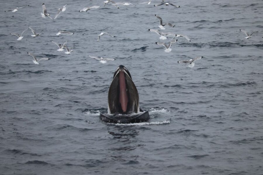 Reykjavik: Whale Watching in Faxaflói Bay & Live Lava Show - Food, warmth, and seasickness, the stuff that changes your day