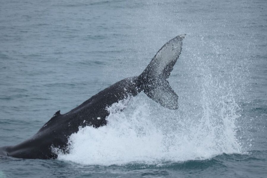 Reykjavik: Whale Watching in Faxaflói Bay & Live Lava Show - Price and value, is $154 a good deal for this mix
