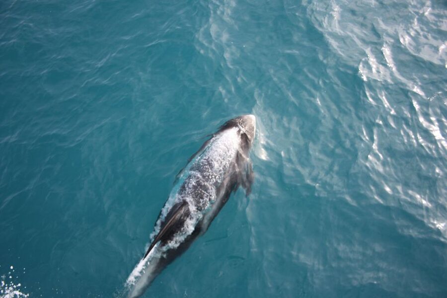 Reykjavik: Whale Watching in Faxaflói Bay & Live Lava Show - Where you start, Geirsgata 11, and why arriving early matters
