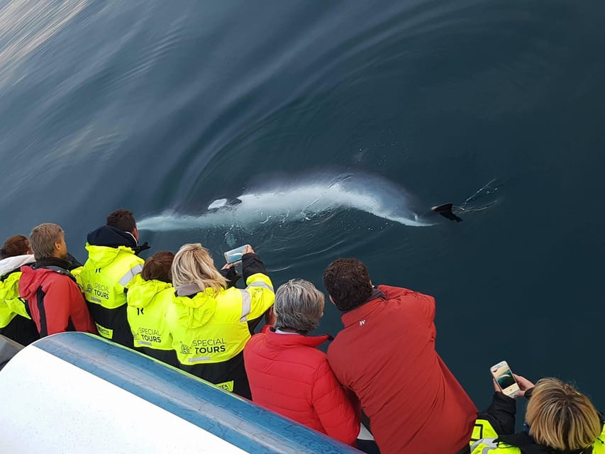 Reykjavik: Whale Watching & Lava Show - The Icelandic Lava Show: molten lava visuals and a clear story