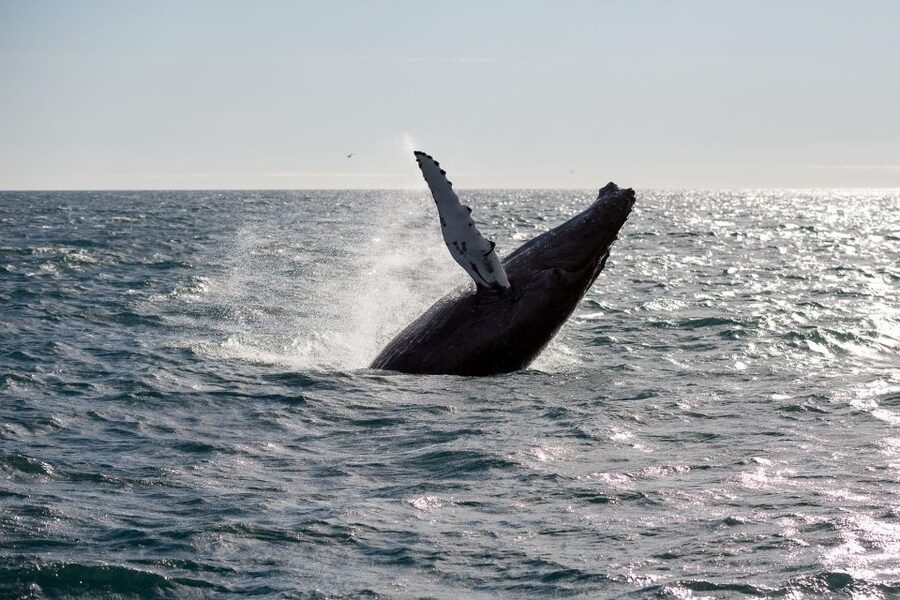 Reykjavik: Whale Watching & Northern Lights Combo Cruise - The Northern Lights Cruise: Cozy Indoors, Star Watching Outside