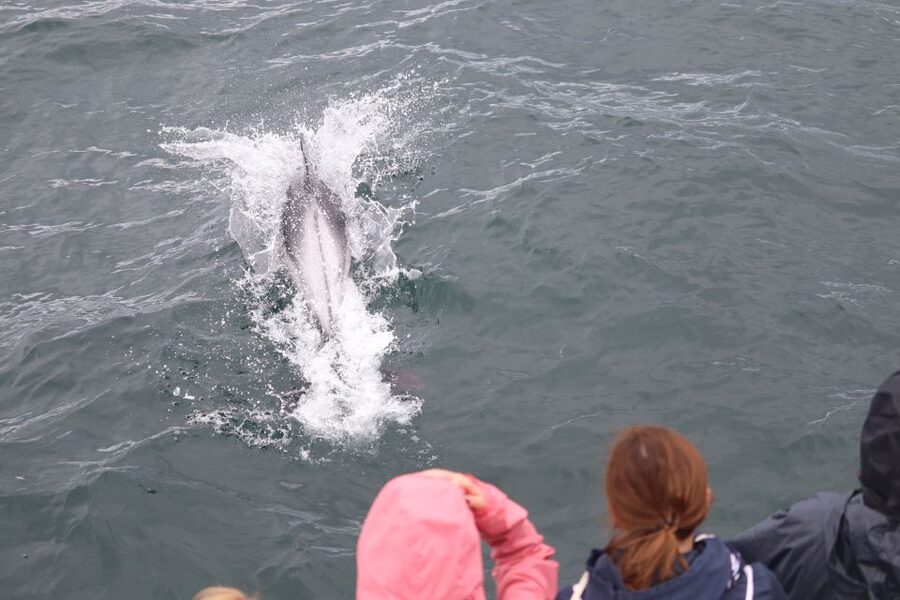 Reykjavik: Whale Watching & Northern Lights Combo Cruise - Price and Value: Is This $205 Combo Worth It?
