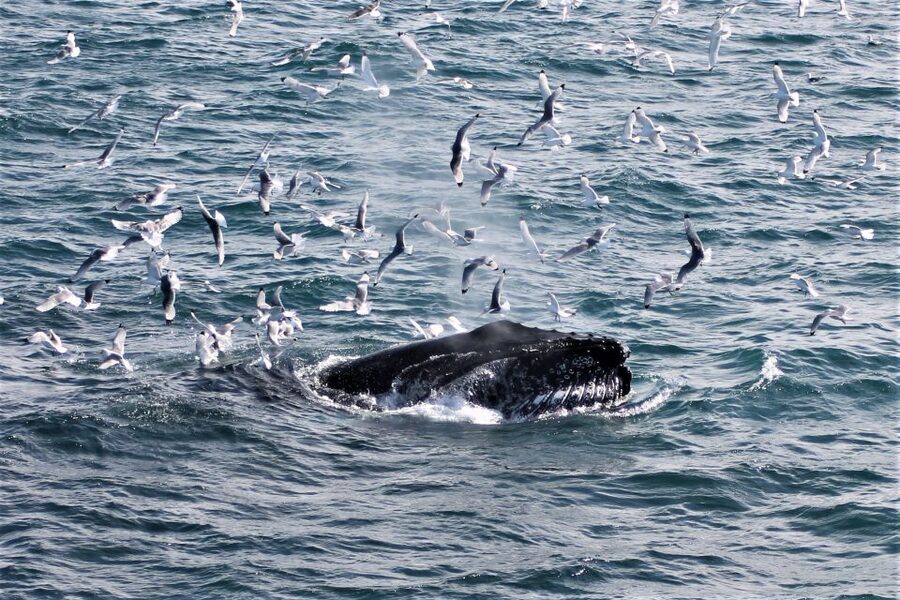 Reykjavik: Whale Watching & Northern Lights Combo Cruise - Weather, Wildlife Odds, and How to Improve Your Day