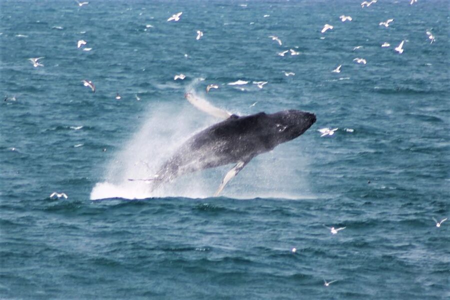Reykjavik: Whale Watching & Northern Lights Combo Cruise - Who This Combo Cruise Suits Best