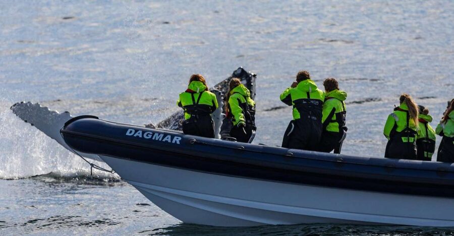 Reykjavik: Whale Watching Tour by RIB Boat - Key Things You’ll Like About This RIB Whale Tour