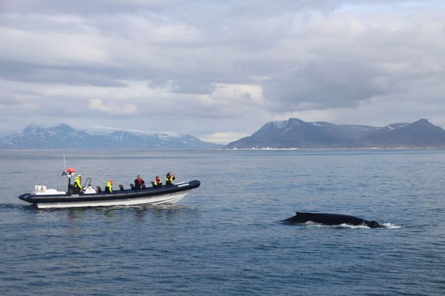 Reykjavik: Whale Watching Tour by RIB Boat - Faxaflói Bay Whale Feeding Grounds: What You’re Really Waiting For