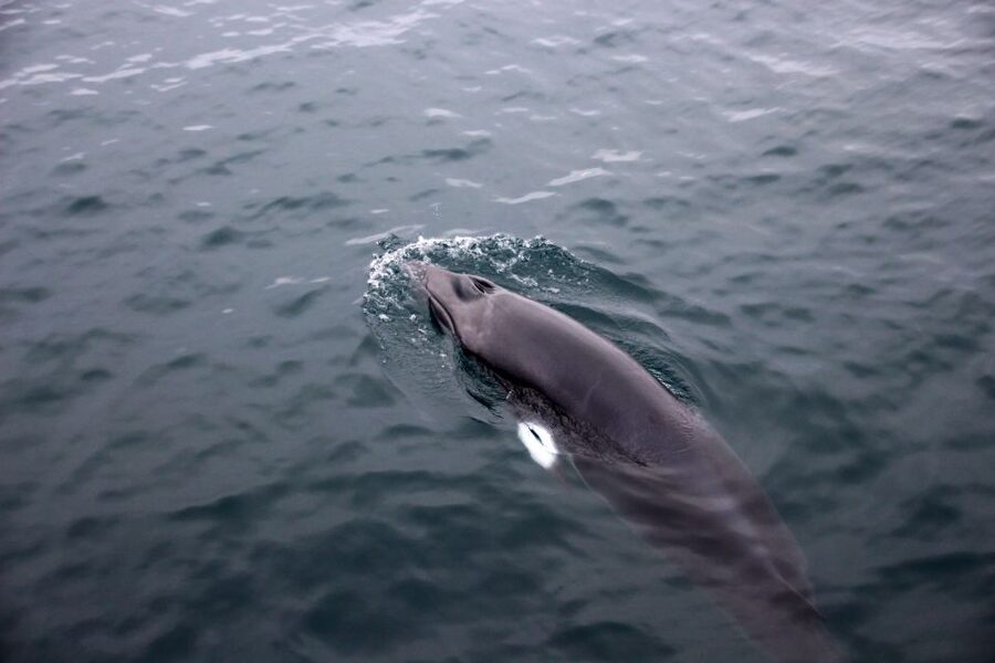 Reykjavik: Whale Watching Tour by RIB Boat - Akurey Puffins in Summer: A Second Wildlife Stop That’s Worth It