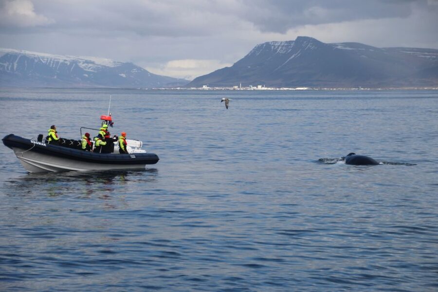 Reykjavik: Whale Watching Tour by RIB Boat - Your English Guide: How the Best Spotting Turns Into a Better Trip