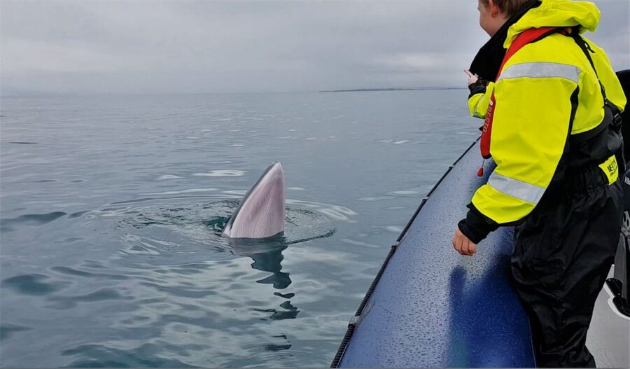 Reykjavik: Whale Watching Tour by RIB Boat - Price and Value: Is $194 a Fair Deal?