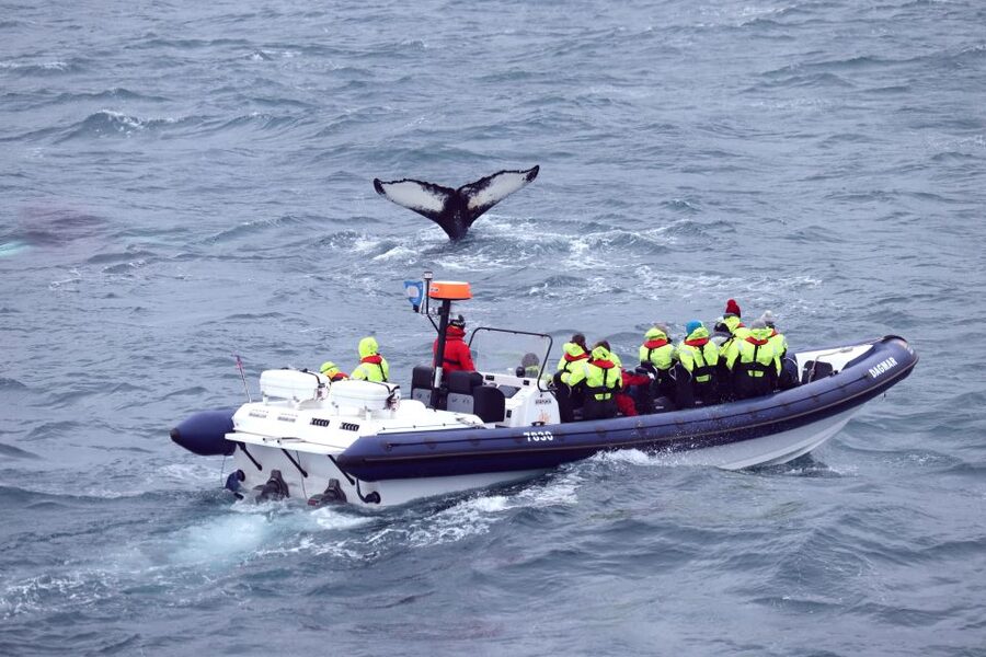 Reykjavik: Whale Watching Tour by RIB Boat - Who Should Book, and Who Should Skip This RIB Ride