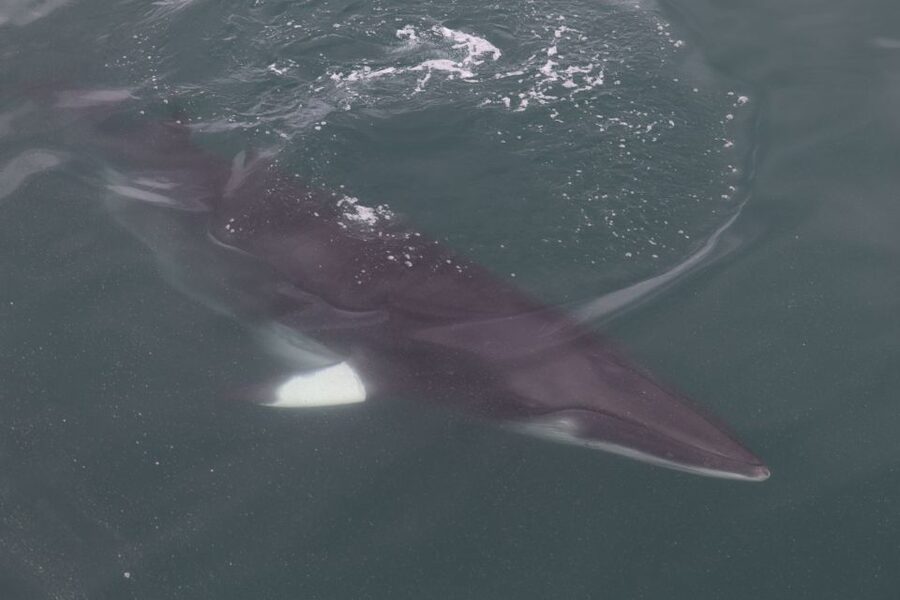 Reykjavik: Whale Watching Tour by RIB Boat - Why This RIB Boat Feels Different From a Big Whale Ship