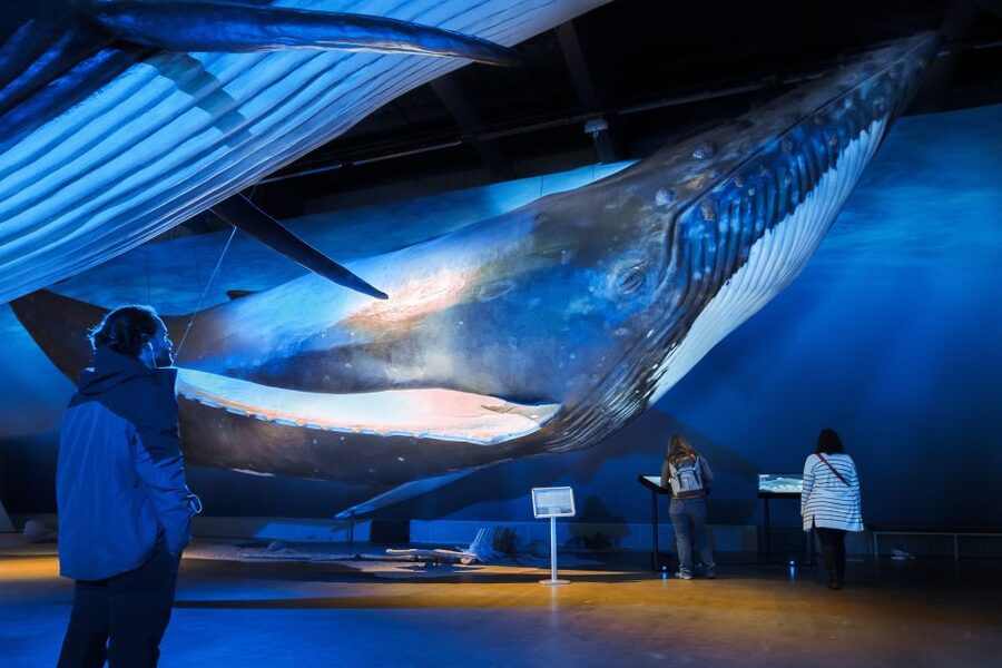 Reykjavik: Whale Watching Tour, Whales of Iceland Exhibition - Key things to know before you go