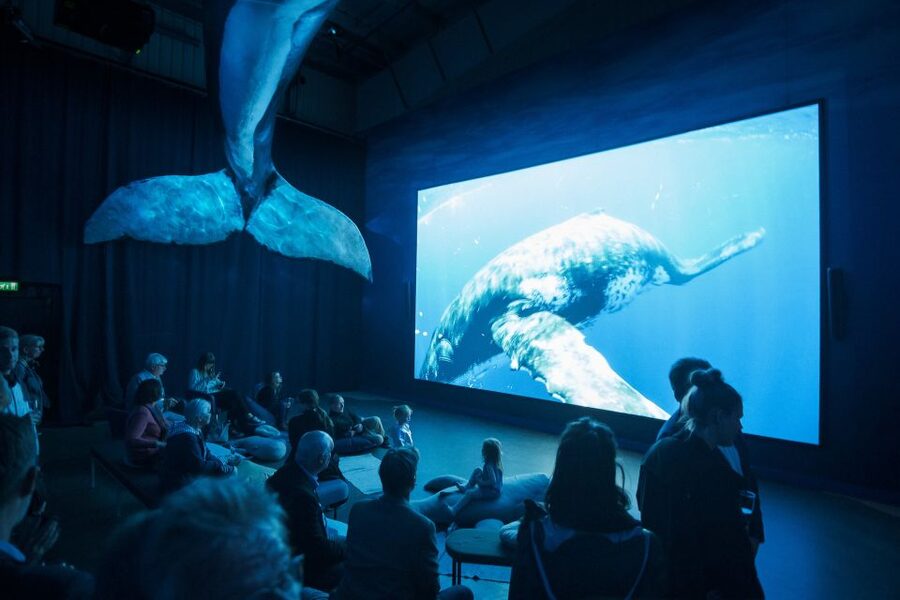 Reykjavik: Whale Watching Tour, Whales of Iceland Exhibition - Who this tour fits best (and who should think twice)
