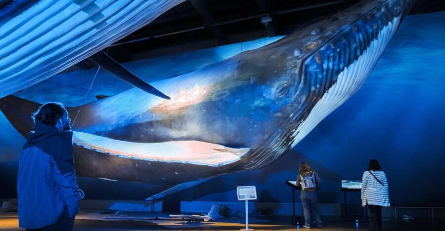Reykjavik: Whale Watching Tour, Whales of Iceland Exhibition - The boat reality check: big vessel views and choppy wind