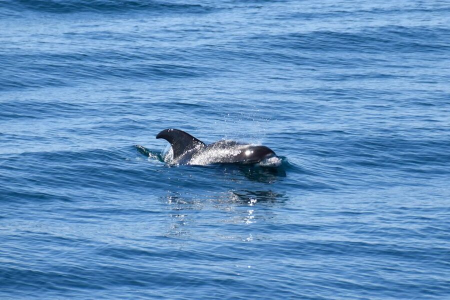 Reykjavik: Whale Watching Tour, Whales of Iceland Exhibition - Spotting wildlife fast: how guides help you look like a pro