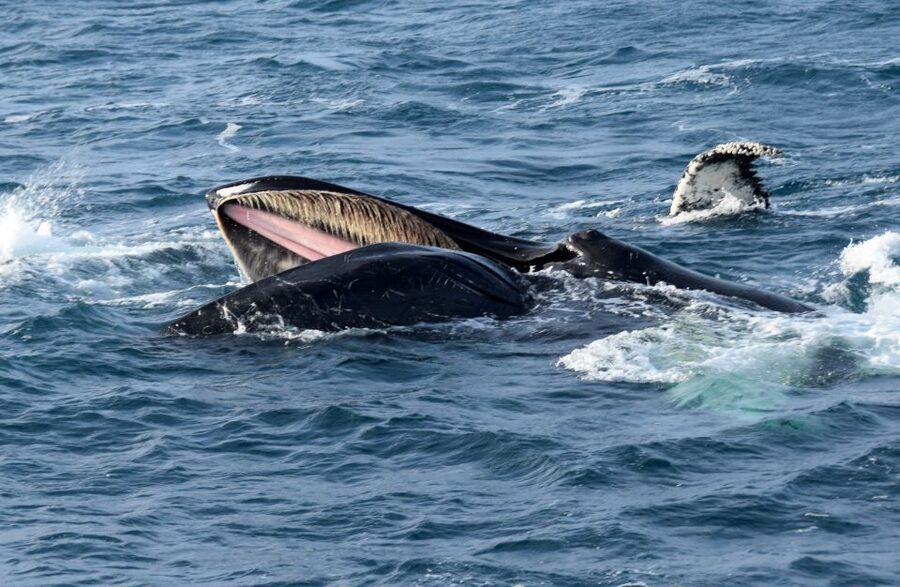 Reykjavik: Whale Watching Tour, Whales of Iceland Exhibition - Timing the 10:30 and 1:30 live museum tours without getting stressed