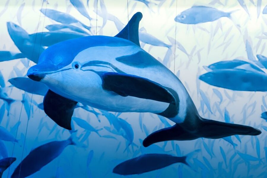 Reykjavik: Whale Watching Tour, Whales of Iceland Exhibition - Value for $123: what you get beyond the boat ride