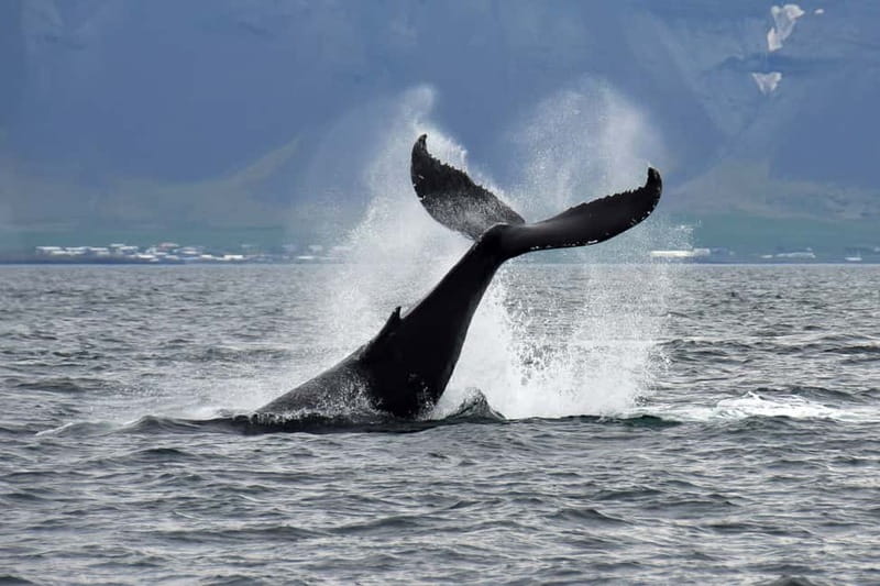 Reykjavik: Whale Watching Tour with Expert Guide - Quick Hits You Can Feel Right Away