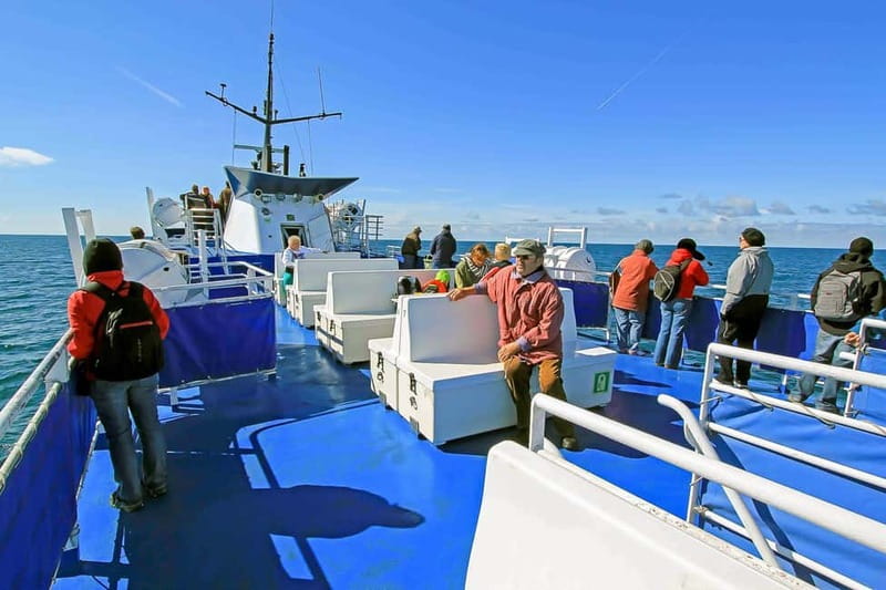 Reykjavik: Whale Watching Tour with Expert Guide - Price at $87: Is It Good Value for Reykjavik Whale Watching?