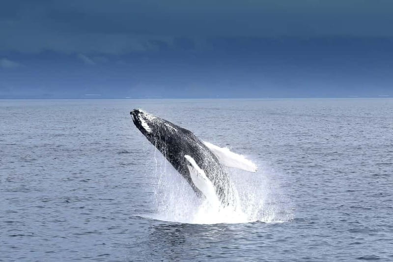 Reykjavik: Whale Watching Tour with Expert Guide - The Guide Experience: App, Marine Props, and Fast Spotting