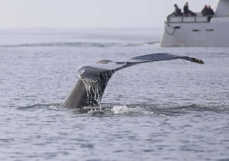 Reykjavik: Whale Watching Tour with Expert Guide - Classic vs Express: Choosing the Best Reykjavik Departure Time