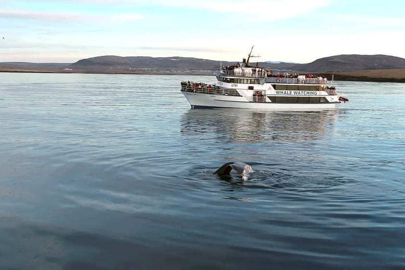 Reykjavik: Whale Watching Tour with Expert Guide - Entering Andrea: Heated Indoor Seats and 360-Degree Deck Time