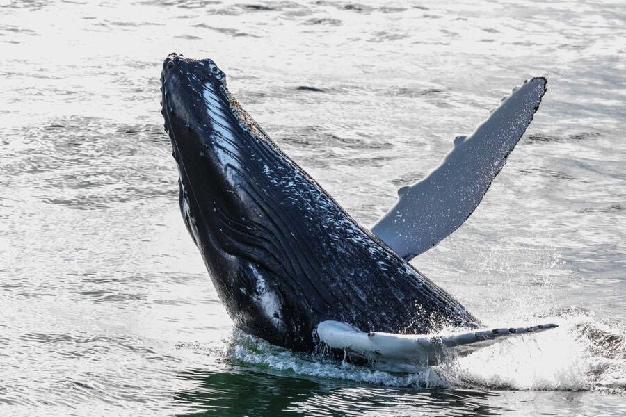 Reykjavik: Whales and Northern Lights Boat Tour - Key things to know before you go