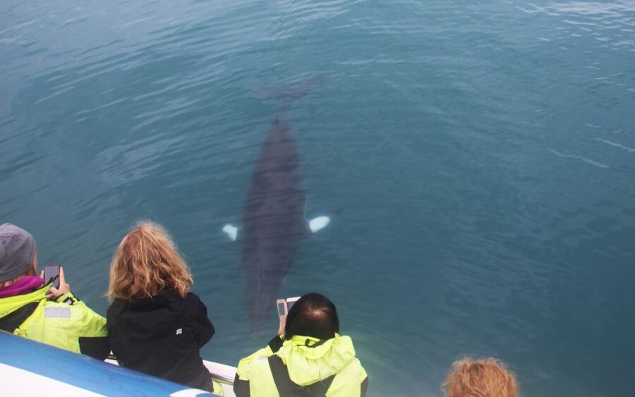 Reykjavik: Whales and Northern Lights Boat Tour - Faxaflói Bay by Day, Northern Lights by Night: How the 7-Hour Flow Works
