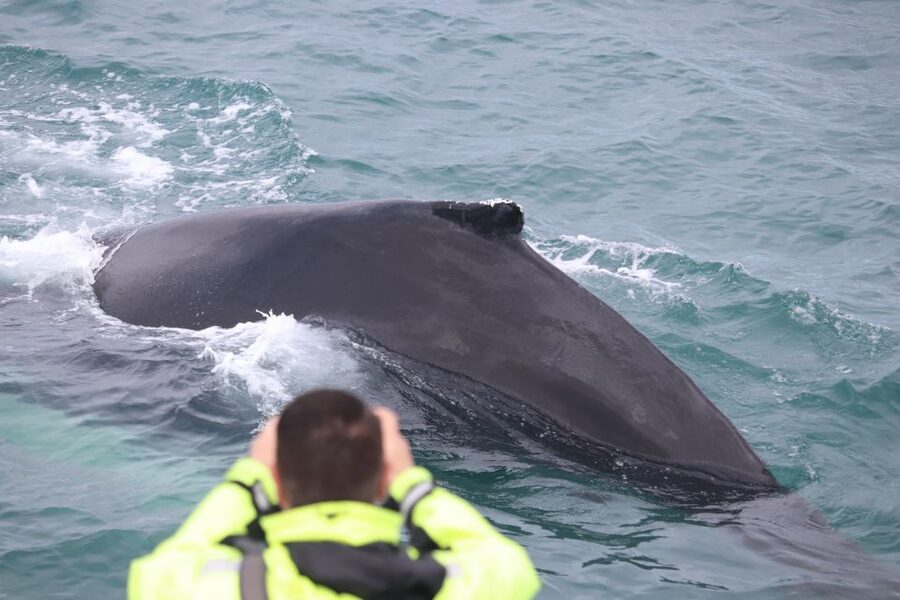 Reykjavik: Whales and Northern Lights Boat Tour - Who This Tour Fits Best (and Who Might Want a Backup Plan)