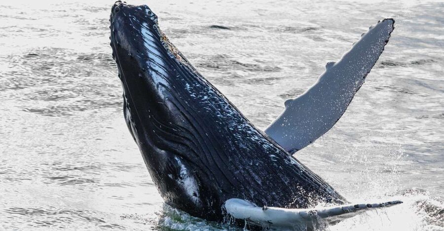 Reykjavik: Whales and Northern Lights Boat Tour - Getting There at Old Harbour: Meeting Point and What to Do Before You Board