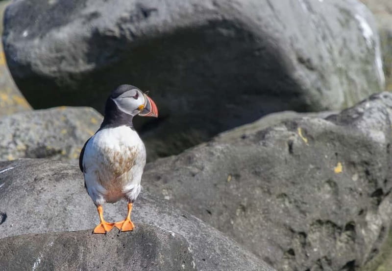 Reykjavik: Whales and Puffins Express Cruise Combo Tour - Key things that make this combo tour work