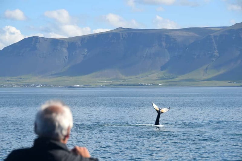 Reykjavik: Whales and Puffins Express Cruise Combo Tour - Price and Value: Is $153 a Good Deal?