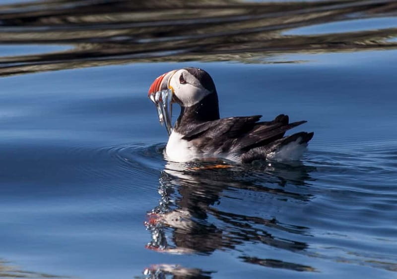 Reykjavik: Whales and Puffins Express Cruise Combo Tour - Puffin Island Viewing: What You’ll Likely See Up Close
