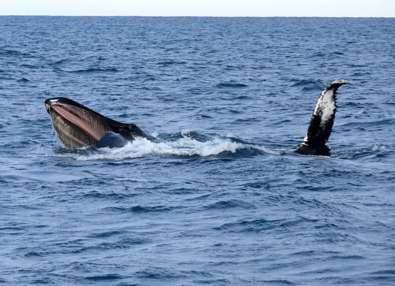 Reykjavik: Whales and Puffins Express Cruise Combo Tour - Andrea Whale Watching in Faxaflói Bay: How the Hunt Plays Out