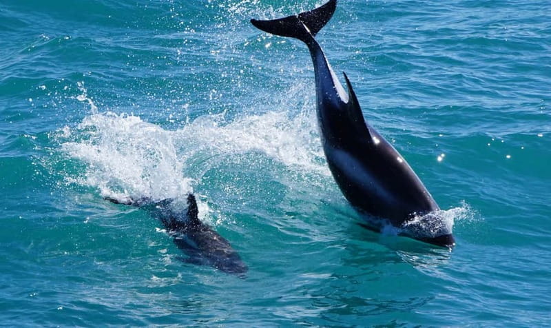 Reykjavik: Whales and Puffins Express Cruise Combo Tour - Classic vs Express Whale Tour: Picking the Faster Option