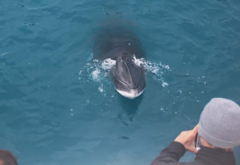 Reykjavik: Whales and Puffins Express Cruise Combo Tour - Warm Overalls and Inside Seating: Comfort Is Part of the Value