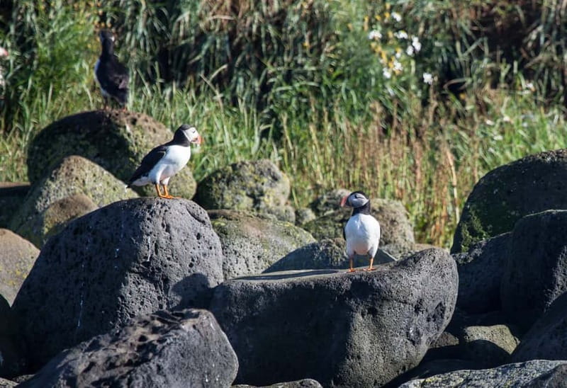 Reykjavik: Whales and Puffins Express Cruise Combo Tour - Photo and Binocular Tips That Save Frustration