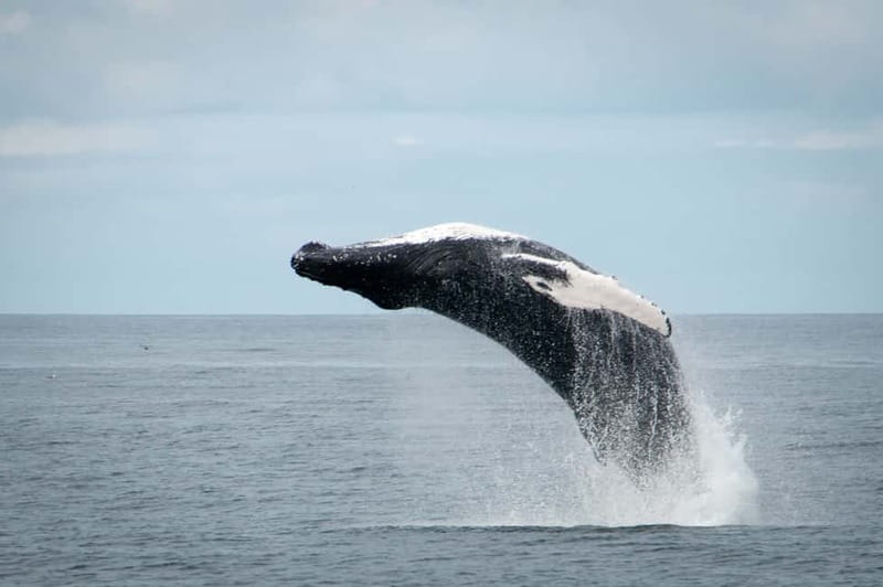 Reykjavik: Whales and Puffins Express Cruise Combo Tour - Seasickness Reality Check (And What Helps)