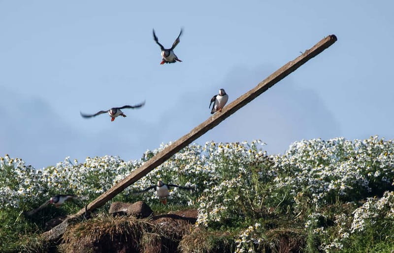 Reykjavik: Whales and Puffins Express Cruise Combo Tour - Old Skuli Puffin Express: Getting Close Without Stress