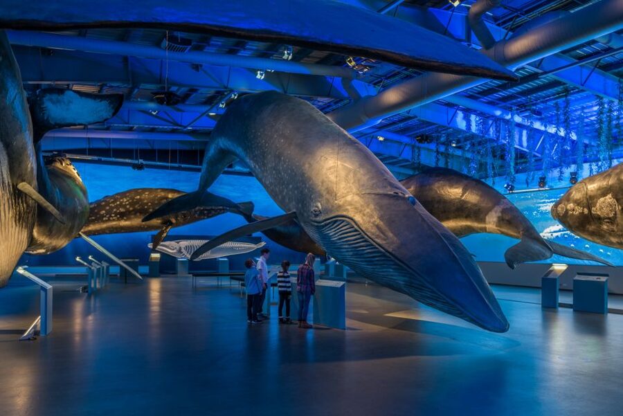 Reykjavik: Whales of Iceland Museum Entrance Ticket - Key Highlights You Should Not Miss
