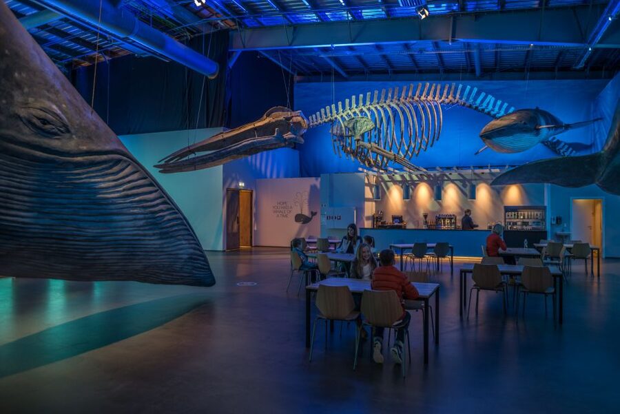 Reykjavik: Whales of Iceland Museum Entrance Ticket - FAQ
