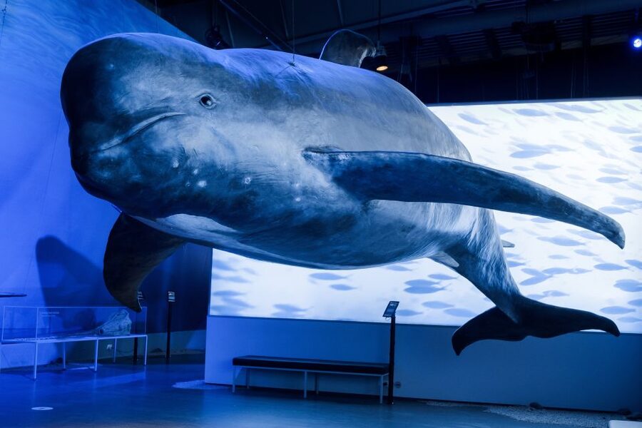 Reykjavik: Whales of Iceland Museum Entrance Ticket - How This Museum Turns Whale Watching Into a Full Lesson