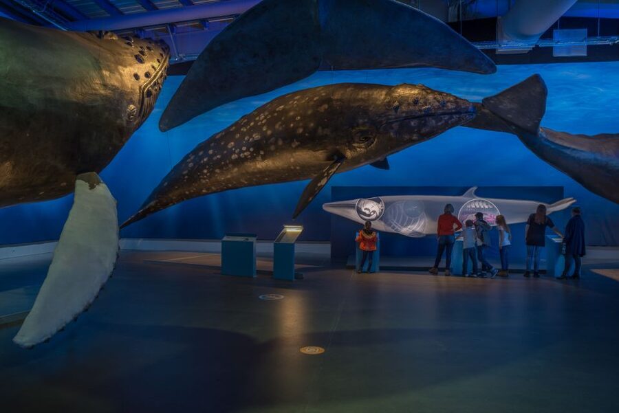 Reykjavik: Whales of Iceland Museum Entrance Ticket - Fin Whale Theatre: Documentary Films Included With Admission