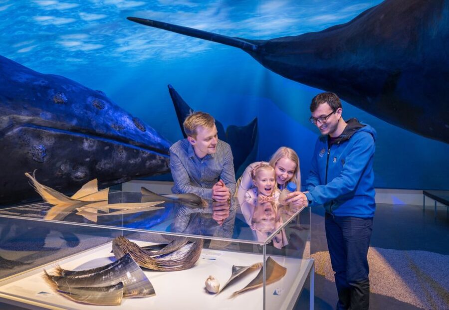Reykjavik: Whales of Iceland Museum Entrance Ticket - Getting There, Parking, and On-Site Comfort