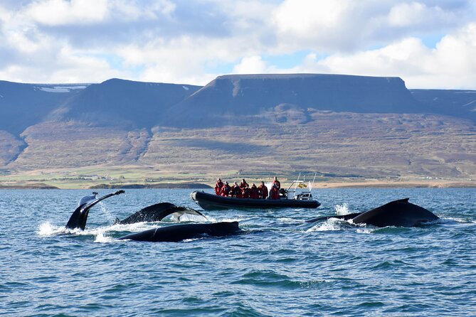 RIB boat express: Whales, Eyjafjord and Akureyri - Key things that make this Akureyri whale cruise worth your time