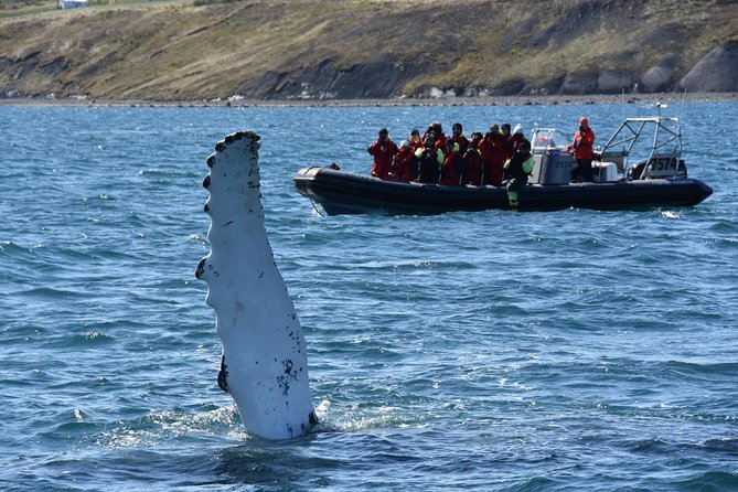 RIB boat express: Whales, Eyjafjord and Akureyri - RIB boat whale watching in Eyjafjord: the appeal of speed with real interpretation