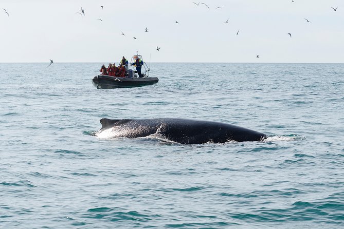 RIB boat express: Whales, Eyjafjord and Akureyri - The 2-hour hunt on the water: what you’re really doing out in Eyjafjord
