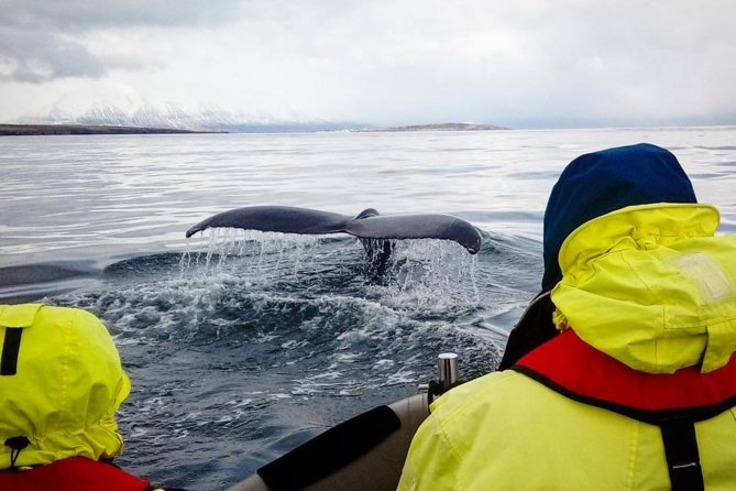 RIB boat express: Whales, Eyjafjord and Akureyri - Departure timing and how to fit this into a day in Akureyri