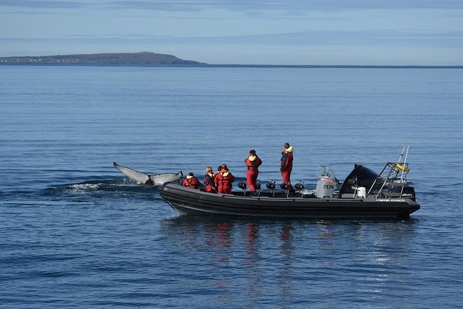 RIB boat express: Whales, Eyjafjord and Akureyri - Price and value: what you get for about $192.66 per person